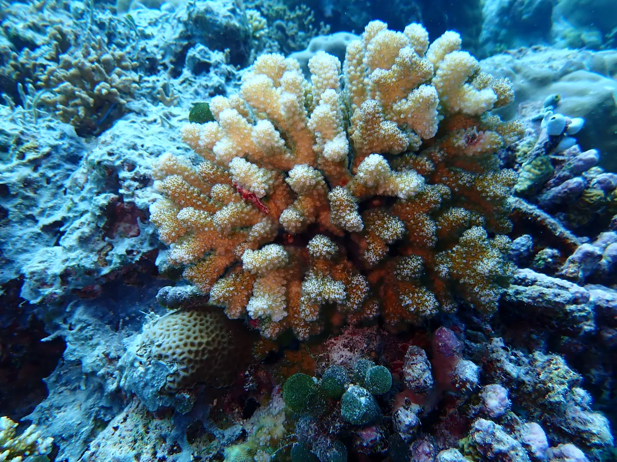 Scuba diving in Ari Atoll
