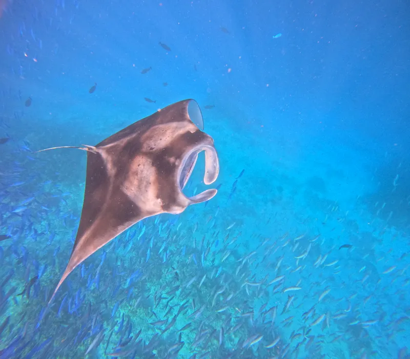 esnórquel con rayas manta