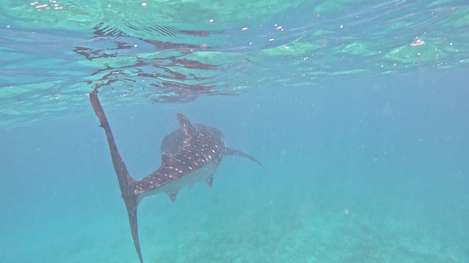 Whale Shark Excursion