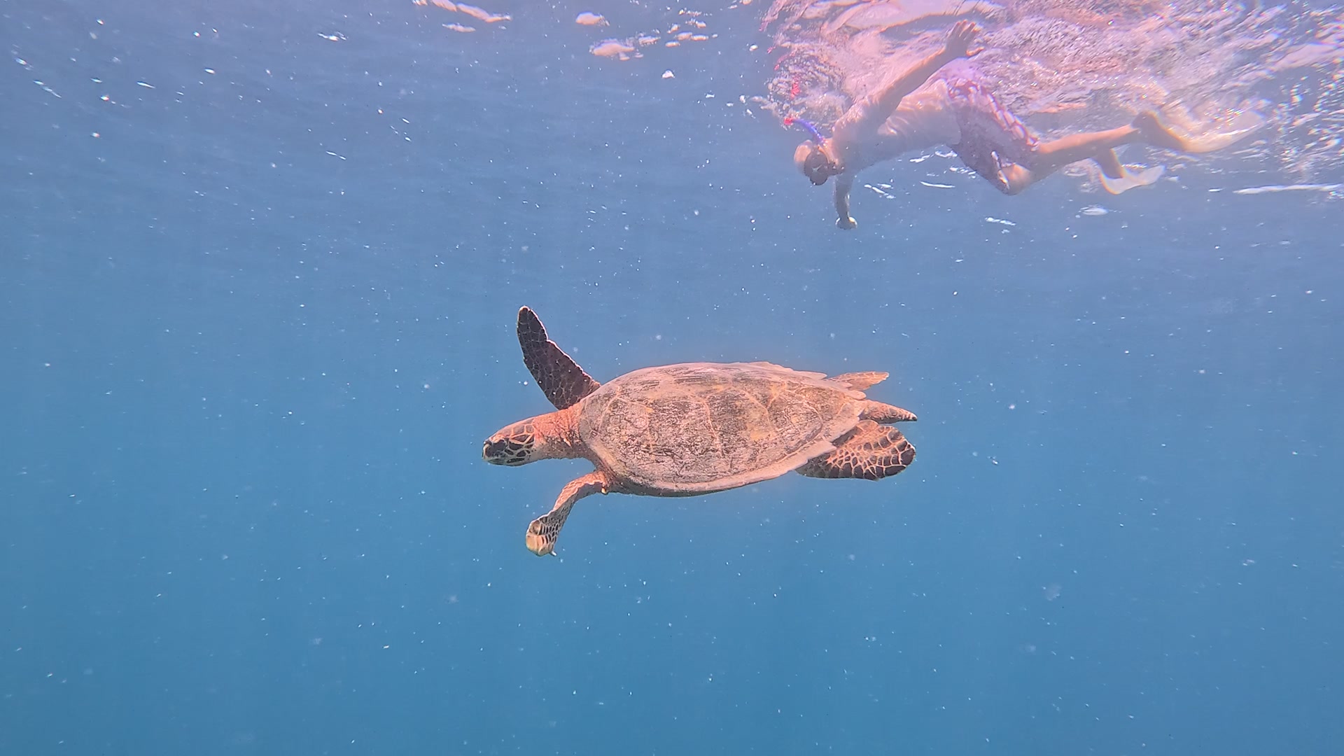 Turtle Reef Snorkeling