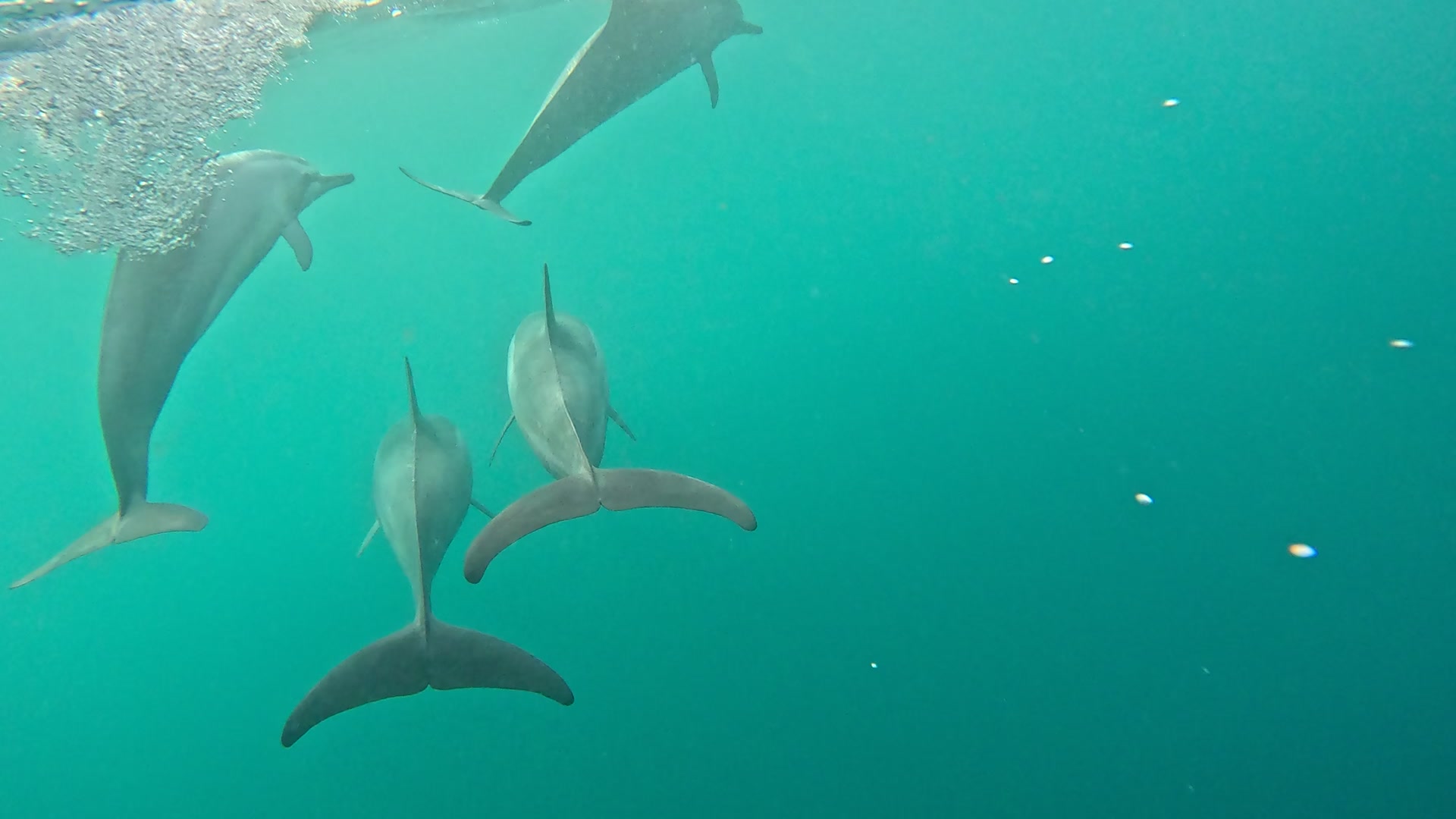 Dolphin Cruise