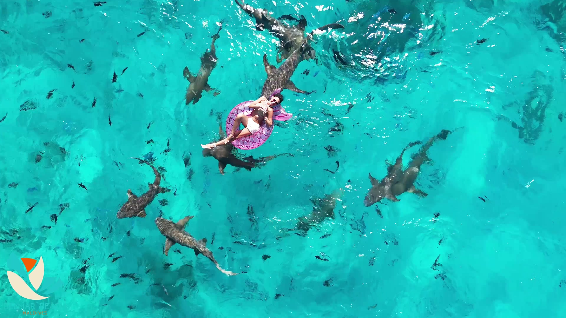 Shark Snorkeling