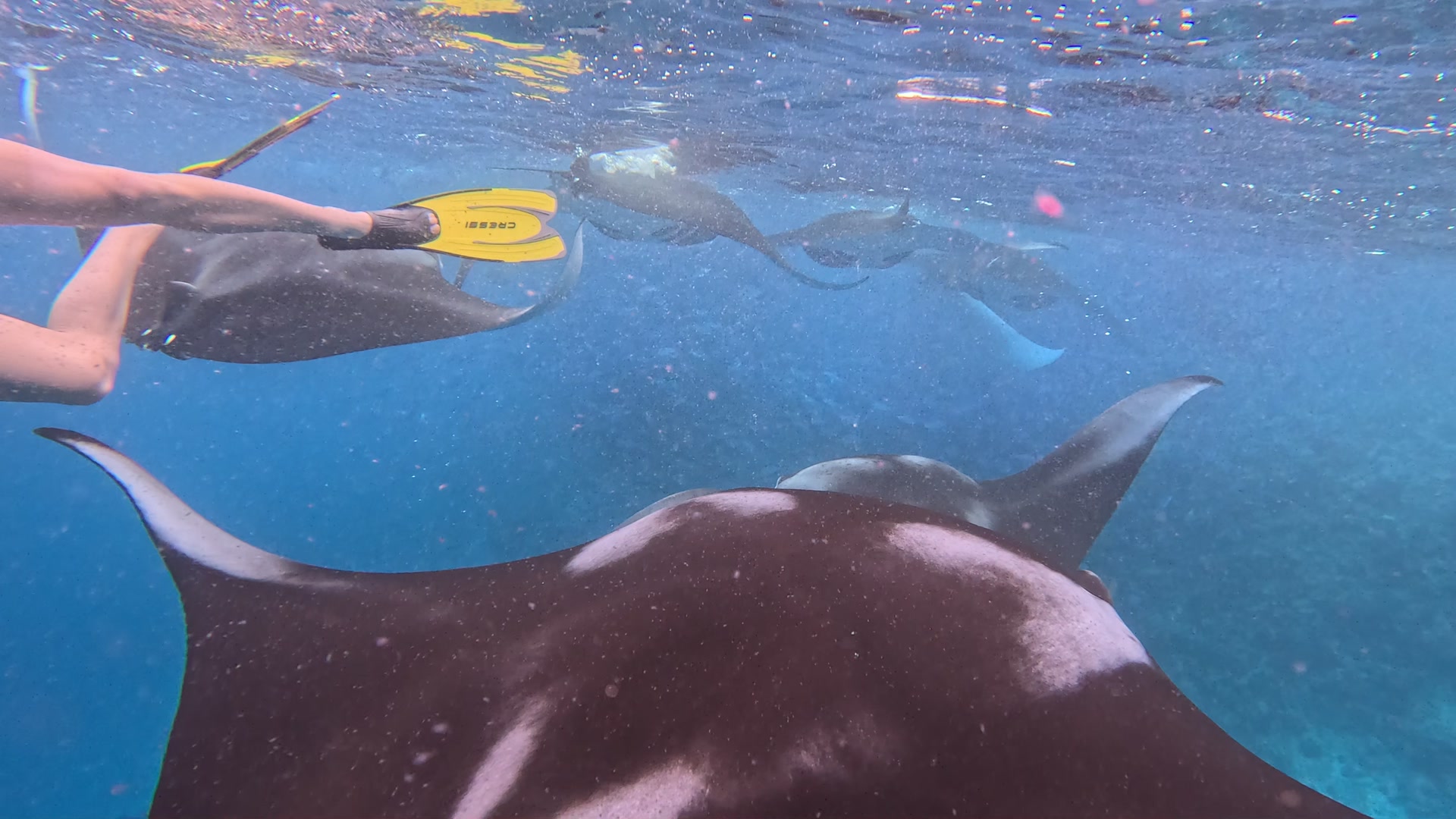 Manta Ray Snorkeling